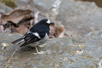Little Forktail (Enicurus scouleri), a species of bird in the family Muscicapidae, photographed in Sattal, India