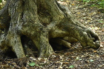 The beautiful strong roots of the wood in Sapporo Japan