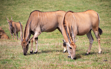 Obraz na płótnie Canvas eland antelopes