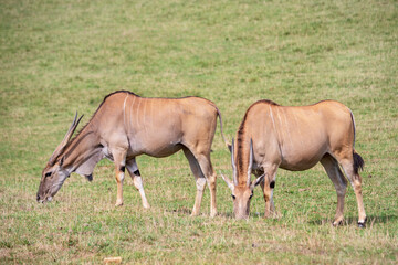 Naklejka na ściany i meble eland antelopes