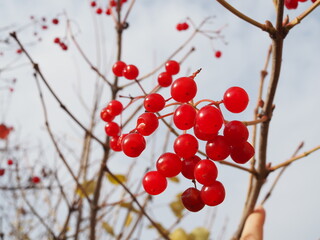 Red Viburnum berries in the tree, autumn sunny day