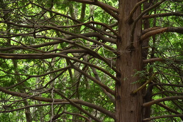 The expressive branches of the aged tree in Sapporo Japan