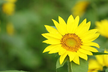 秋に満開を迎えたヒマワリのアップ