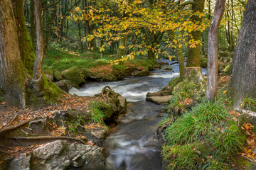 Fototapeta na wymiar Draynes wood golitha falls Cornwall