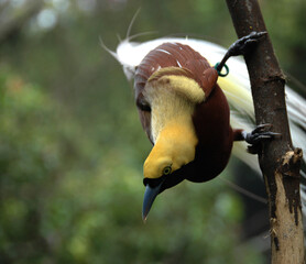 spotted woodpecker on tree