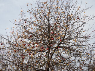An old apple tree with overripe, forgotten apples in autumn, without leaves