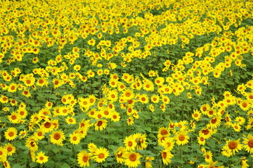 秋に満開を迎えたヒマワリ