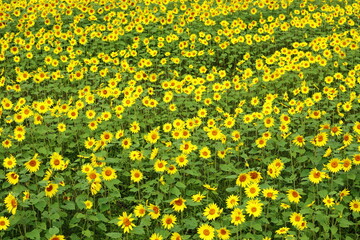 秋に満開を迎えたヒマワリ