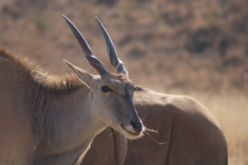 Photo Taken in Lion and Rhino Reserve, Krugersdorp