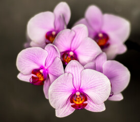 Bright orchid flowers from a home garden. A cozy interior detail to make the mood at home romantic. Purple phalaenopsis in bloom.