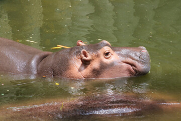 The hippopotamus rest In the river at thailand