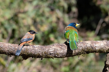 Rufous Sibia (Heterophasia capistrata) and Great Barbet (Psilopogon virens) perched on a branch in  Sattal, India