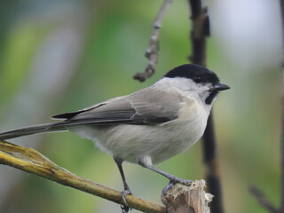 Marsh tit (Poecile palustris) posing on an oblical tree branch, perching and looking towards the camera. Beautiful creamy calm clear natural looking blurry background behind the bird. 