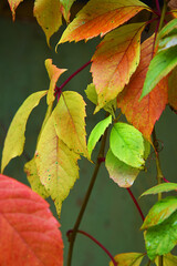 Autumn october yellow orange and red colored liana garden leaves of parthenocissus. Fall outdoor colors of nature park or garden. Beauty climber plant five-finger ivy