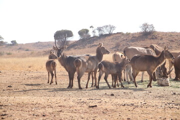 Photo Taken in Lion and Rhino Reserve, Krugersdorp