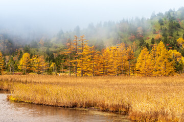 朝霧に煙る紅葉の芳が平