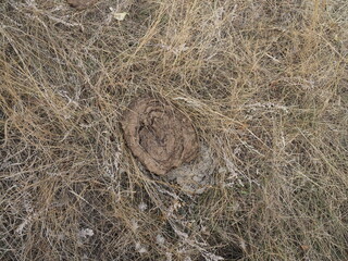 Cow feces on the grass, fertilizer manure, cow cake, poop