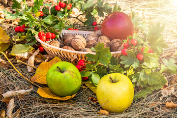 apples, nuts and hawthorn lie in a basket against the background of autumn nature