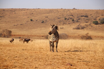 Photo Taken in Lion and Rhino Reserve, Krugersdorp