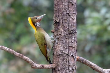 Greater Yellownape photographed in Sattal, India