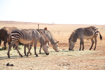 Fototapeta na wymiar Photo Taken in Lion and Rhino Reserve, Krugersdorp
