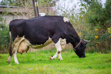 Single black and white cow grazing in a green meadow on a cloudy day