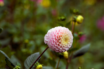 Dahlia in Garden