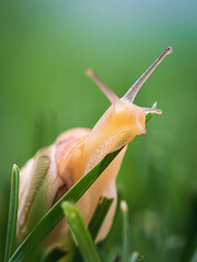 Gartenschnecke in der Nahaufnahme