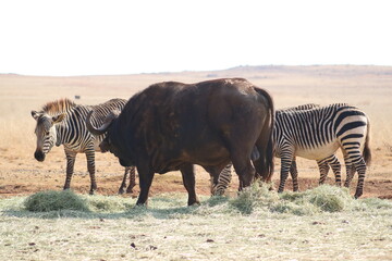 Photo Taken in Lion and Rhino Reserve, Krugersdorp