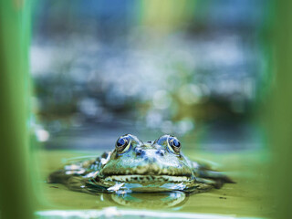 Frosch von vorn