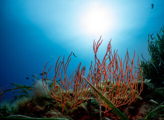 Fototapeta na wymiar Underwater Scenery with soft corals in Port-Cros Nationalpark in the Mediterranean Sea, South France, 