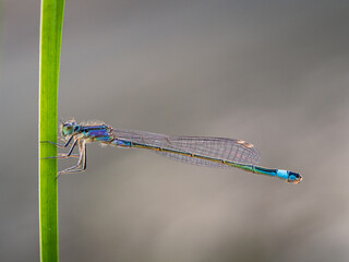 Libelle an einem Grashalm