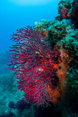 Fototapeta na wymiar Underwater Scenery with soft corals in Port-Cros Nationalpark in the Mediterranean Sea, South France, 