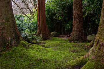 Obraz premium .trunks covered with green moss, giant California trees, Japanese Tea Garden San Francisco