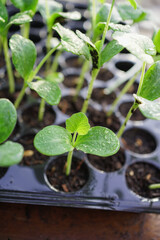 buttternut squash seedling 