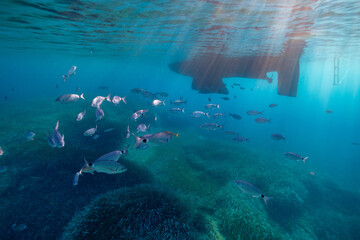 School of fish under a Sailing Boat in Port-Cros Nationalpark in the Mediterranean Sea, South France, Underwater