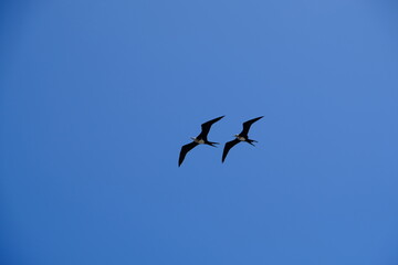 Ecuador Galapagos Islands - San Cristobal Island Group of sailing Frigatebirds