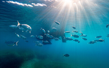 School of fish under a Sailing Boat in Port-Cros Nationalpark in the Mediterranean Sea, South France, Underwater