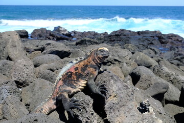 Ecuador Galapagos Islands - San Cristobal Island Colourful Marine iguana sunbathing on rock