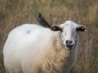 Schaf mit Star auf dem Rücken