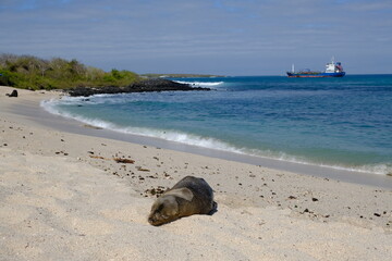 Fototapeta na wymiar Ecuador Galapagos Islands - San Cristobal Island Seal at Punta Carola beach - Playa Punta Carola