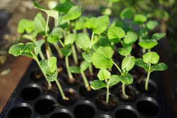 buttternut squash seedling 
