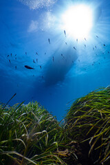 School of fish under a Sailing Boat in Port-Cros Nationalpark in the Mediterranean Sea, South France, 