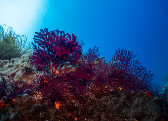 Underwater Scenery with soft corals in Port-Cros Nationalpark in the Mediterranean Sea, South France, 