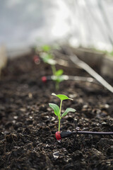 planting butternut squash in a garden bed 