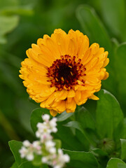 yellow flower of a calendula
