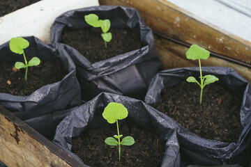 planting butternut squash in a plastic bag