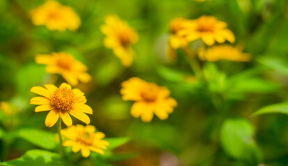 Spring background with beautiful yellow flowers