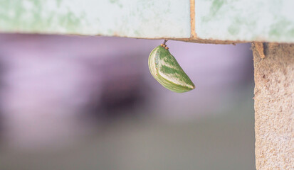 Monarch Butterfly Chrysalis (Danaus plexippus)