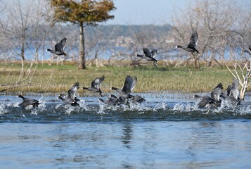 Flock of Coots rising from lake